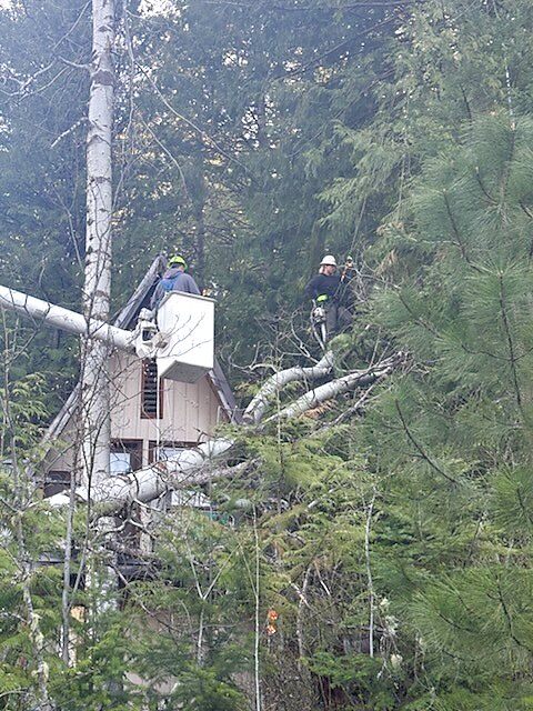 Up in the canopy